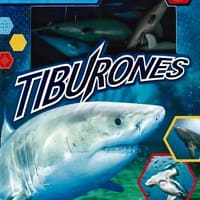 Pequeños exploradores - Tiburones